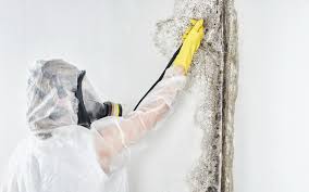 Mold Remediation for Rental Properties in Lansdowne, PA